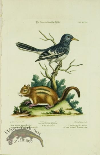 SB 19 La Petite Pie des Indes(Little Indian Pye&Ground Squirrel)